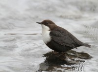 /album/sepon-luontokuvat/img-6358-jpg/